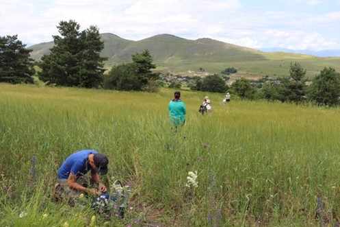 Figure 1 : L’équipe de SWEED en action dans un champ de blé dans la région de Samtskhe-Javakheti, dans le sud-ouest de la Géorgie, en juin 2024. Les montagnes de Chobareti en arrière-plan © M. Tengberg.