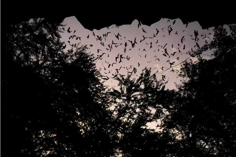Petits molosses de La Réunion, en sortie de gîte. Samuel Challéat, Observatoire de l’environnement nocturne du CNRS, UMR Géode